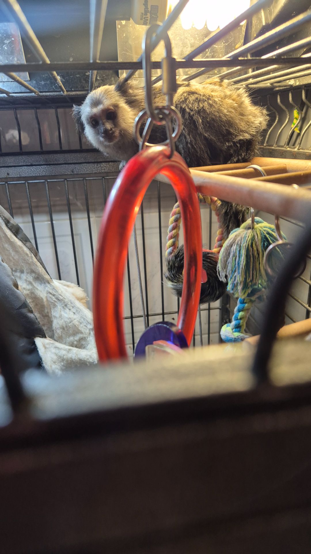 Малюки чорновухої ігрунки