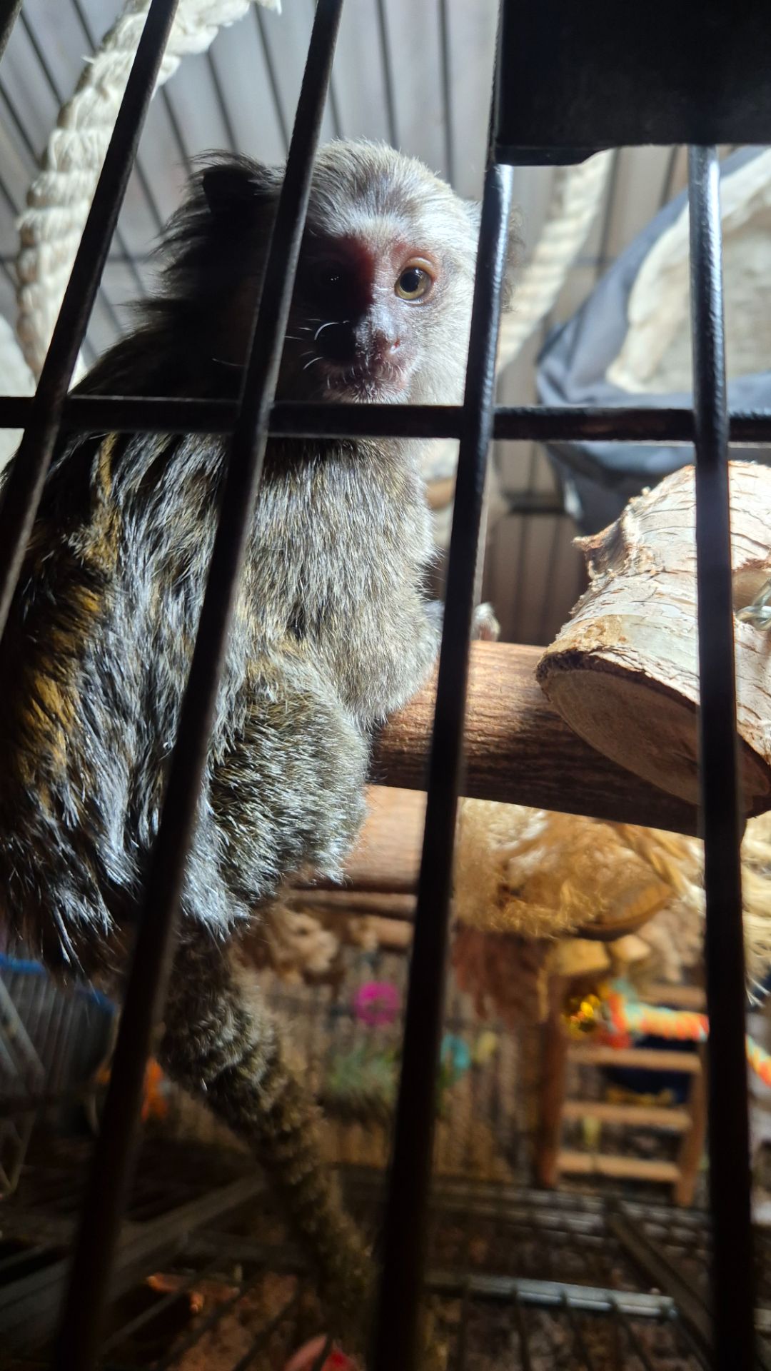 Малюки чорновухої ігрунки