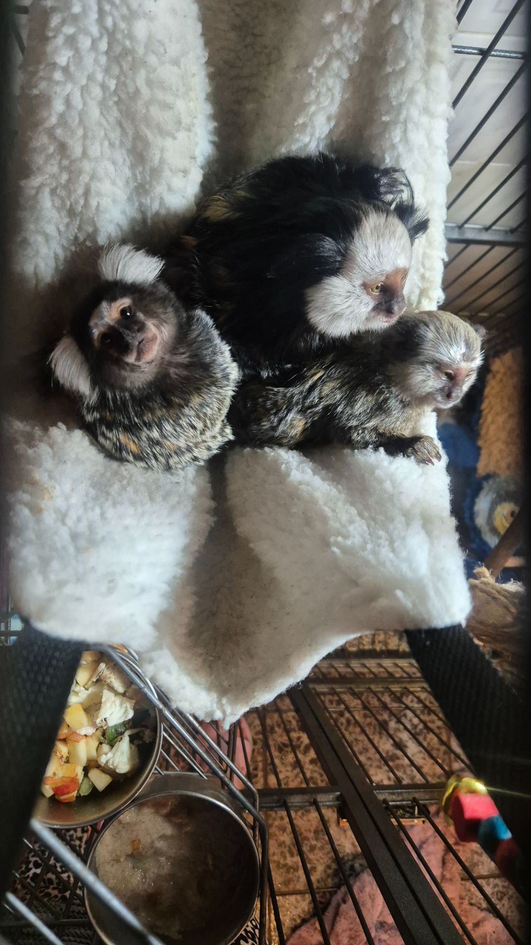 Малюки чорновухої ігрунки