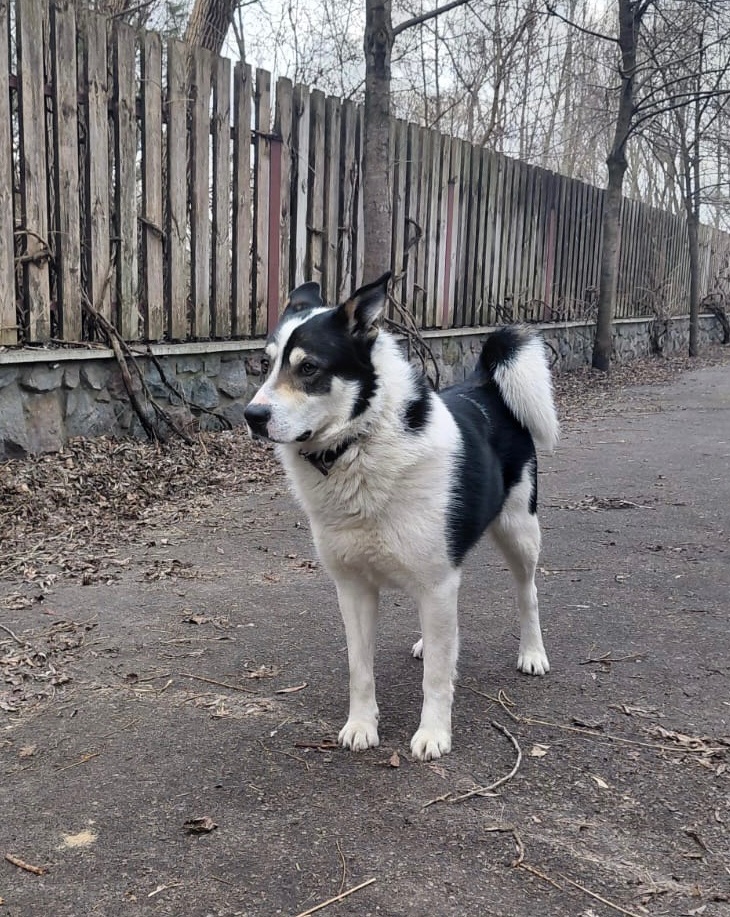 Метис Бордер - Колі і Лайки