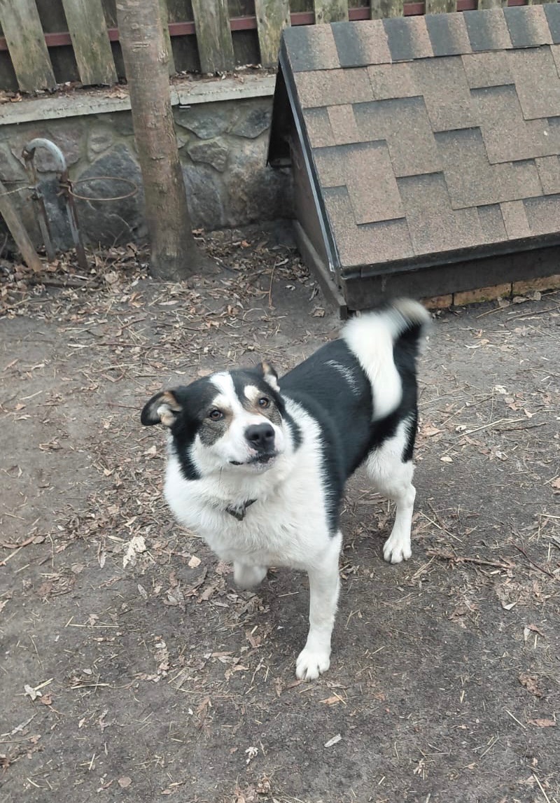 Метис Бордер - Колі і Лайки