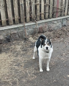 Метис Бордер - Колі і Лайки