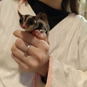 Цукровий посум білка летяга