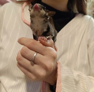 Цукровий посум білка летяга