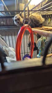 Малюки чорновухої ігрунки