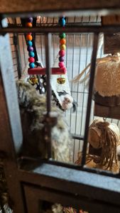 Малюки чорновухої ігрунки