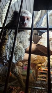 Малюки чорновухої ігрунки