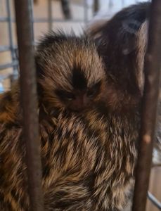 Малюки чорновухої ігрунки