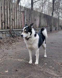 Метис Бордер - Колі і Лайки