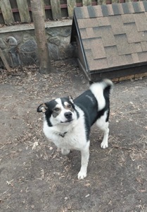 Метис Бордер - Колі і Лайки