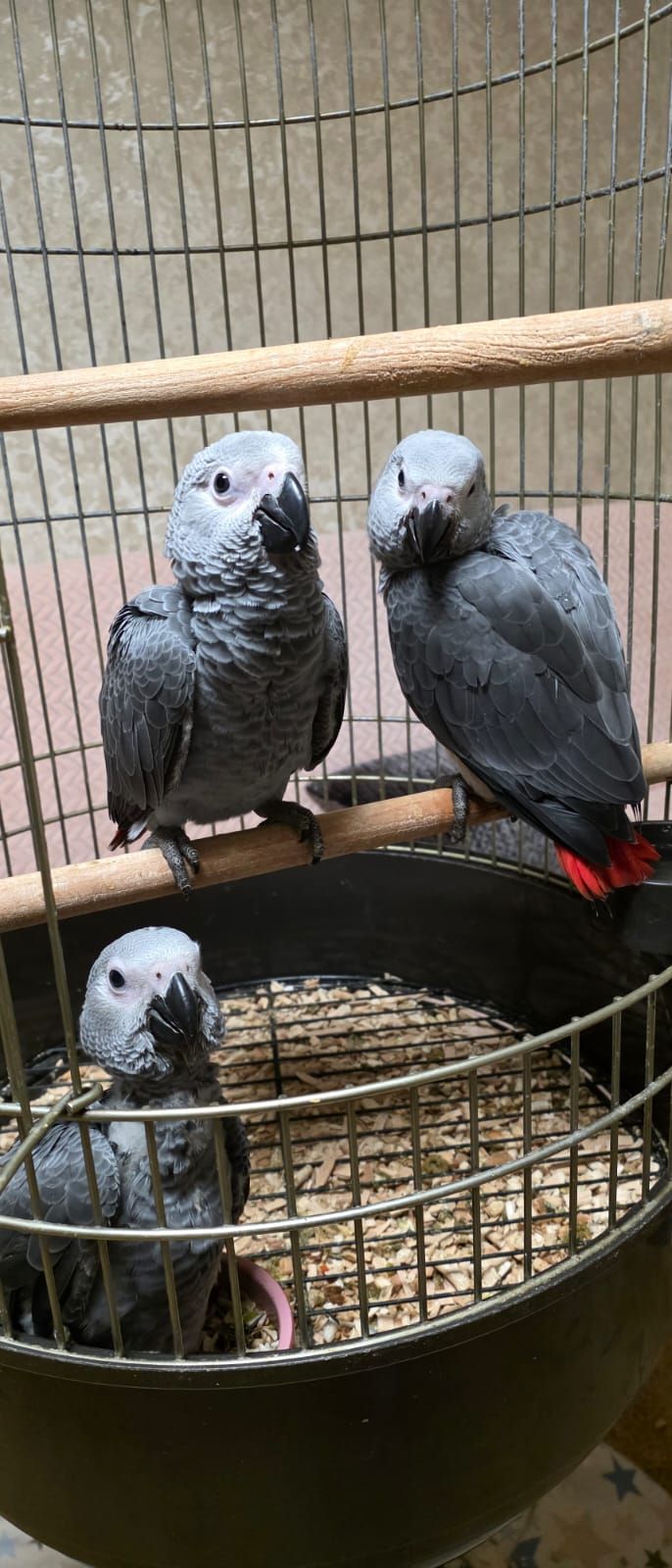 Сіра горихвістка 2026 року, супер ручна