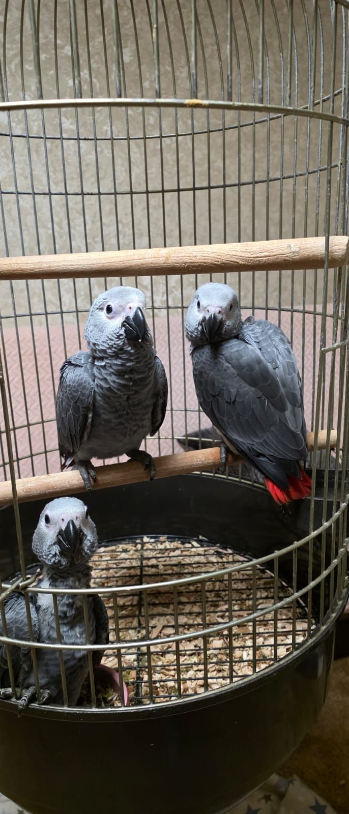 Сіра горихвістка 2026 року, супер ручна