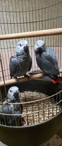 Сіра горихвістка 2026 року, супер ручна