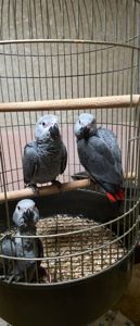 Сіра горихвістка 2026 року, супер ручна