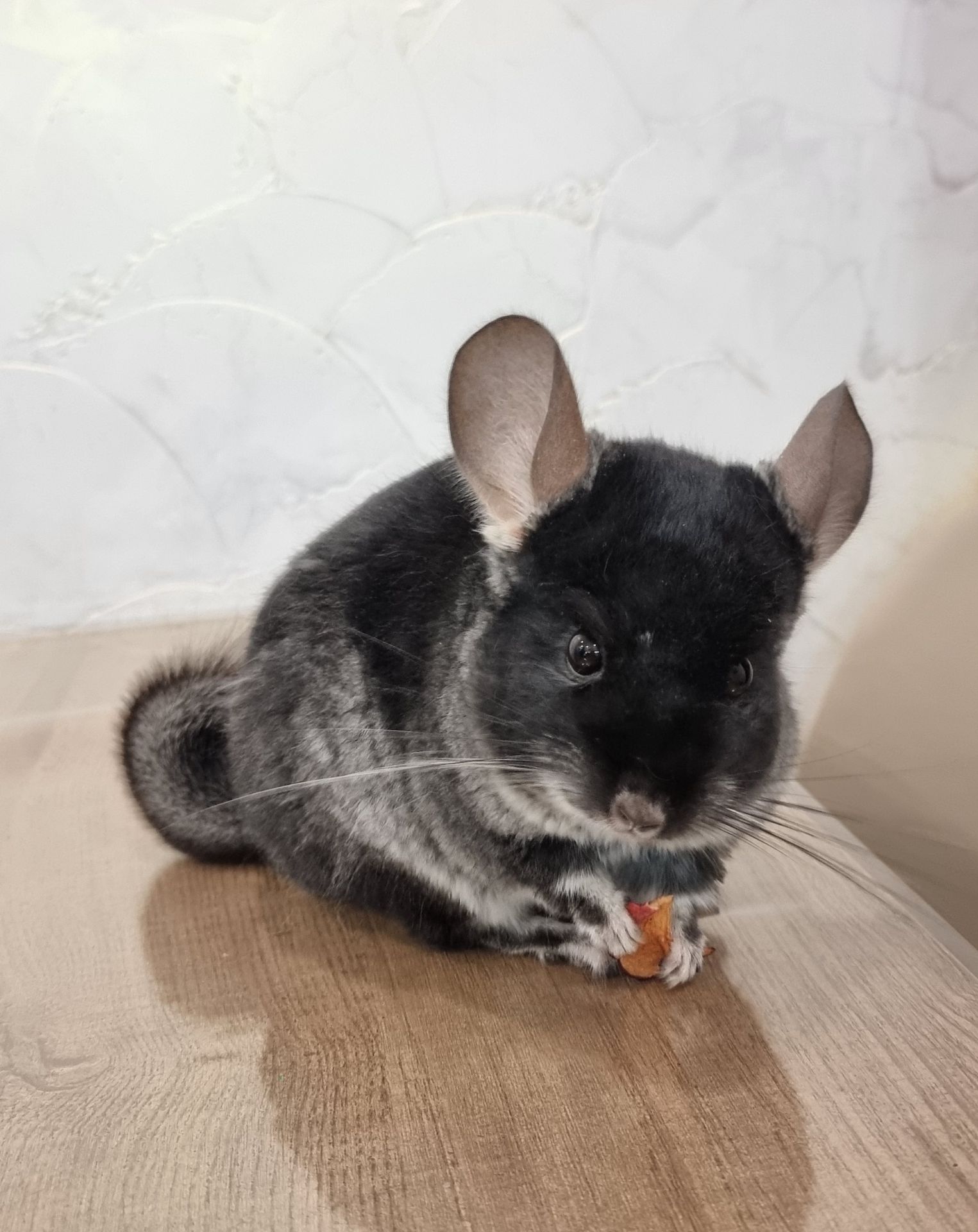 Шиншила хлопчик