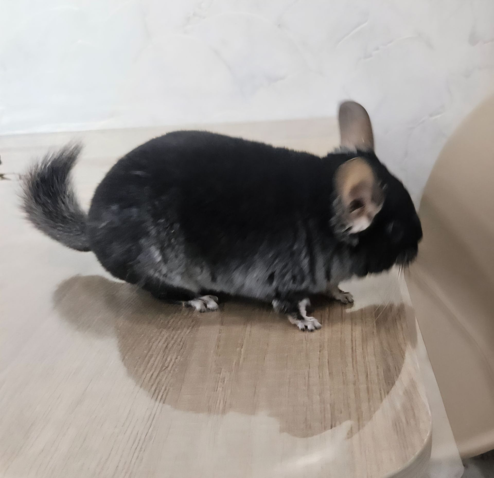 Шиншила хлопчик