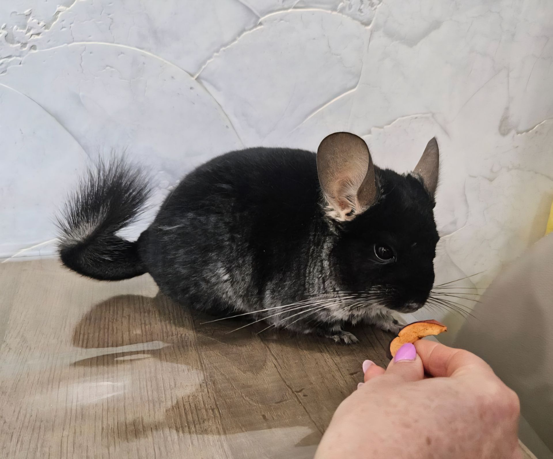 Шиншила хлопчик