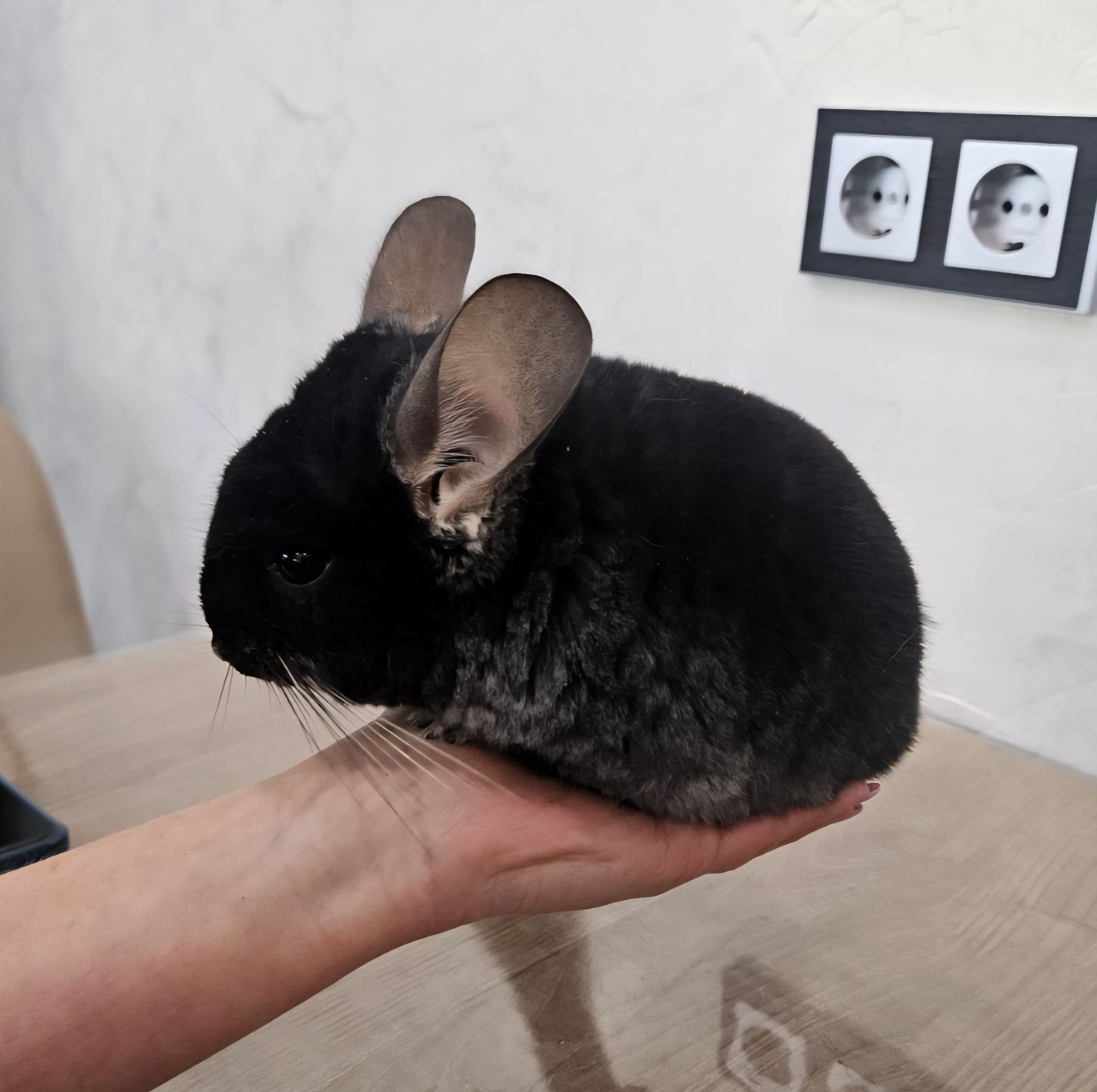 Шиншила хлопчик