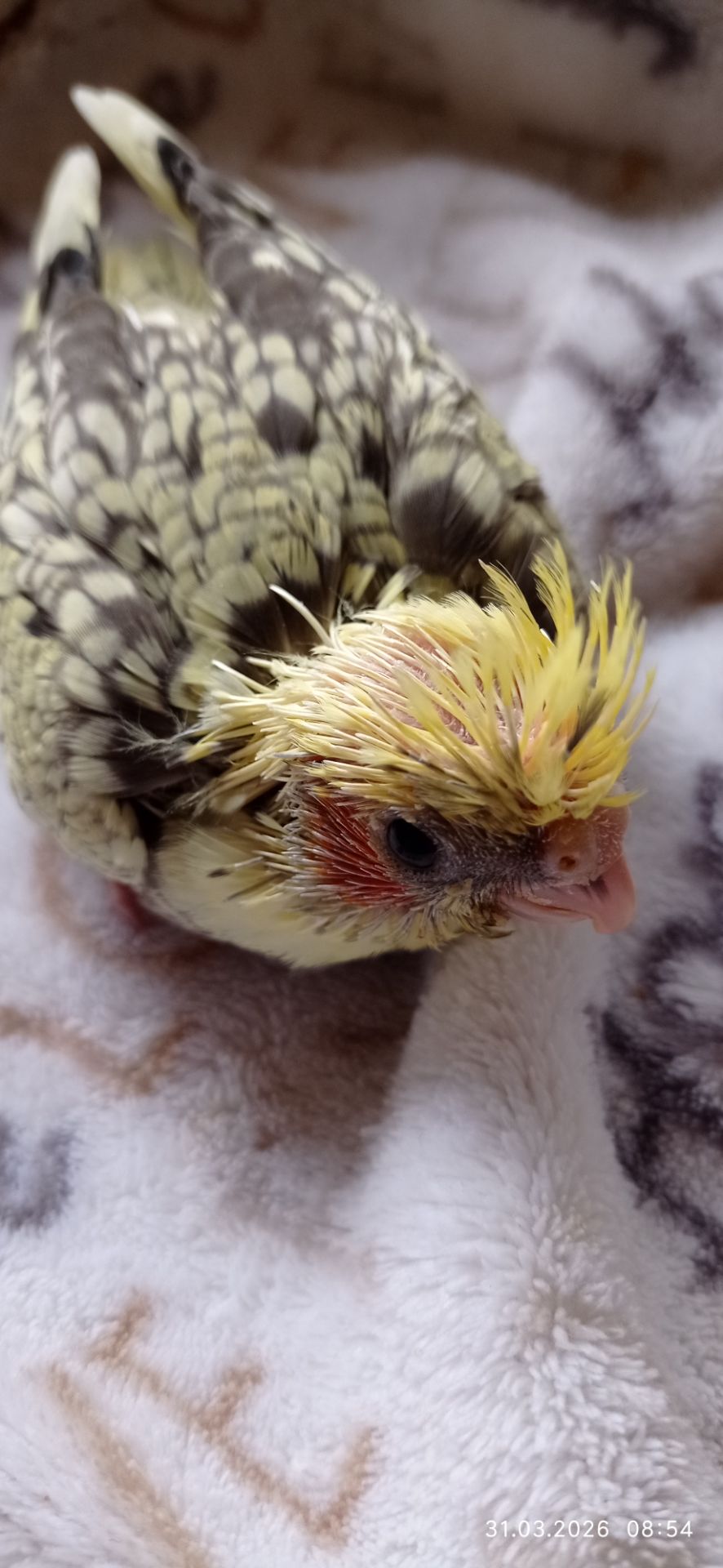 Пташеня корели Карен