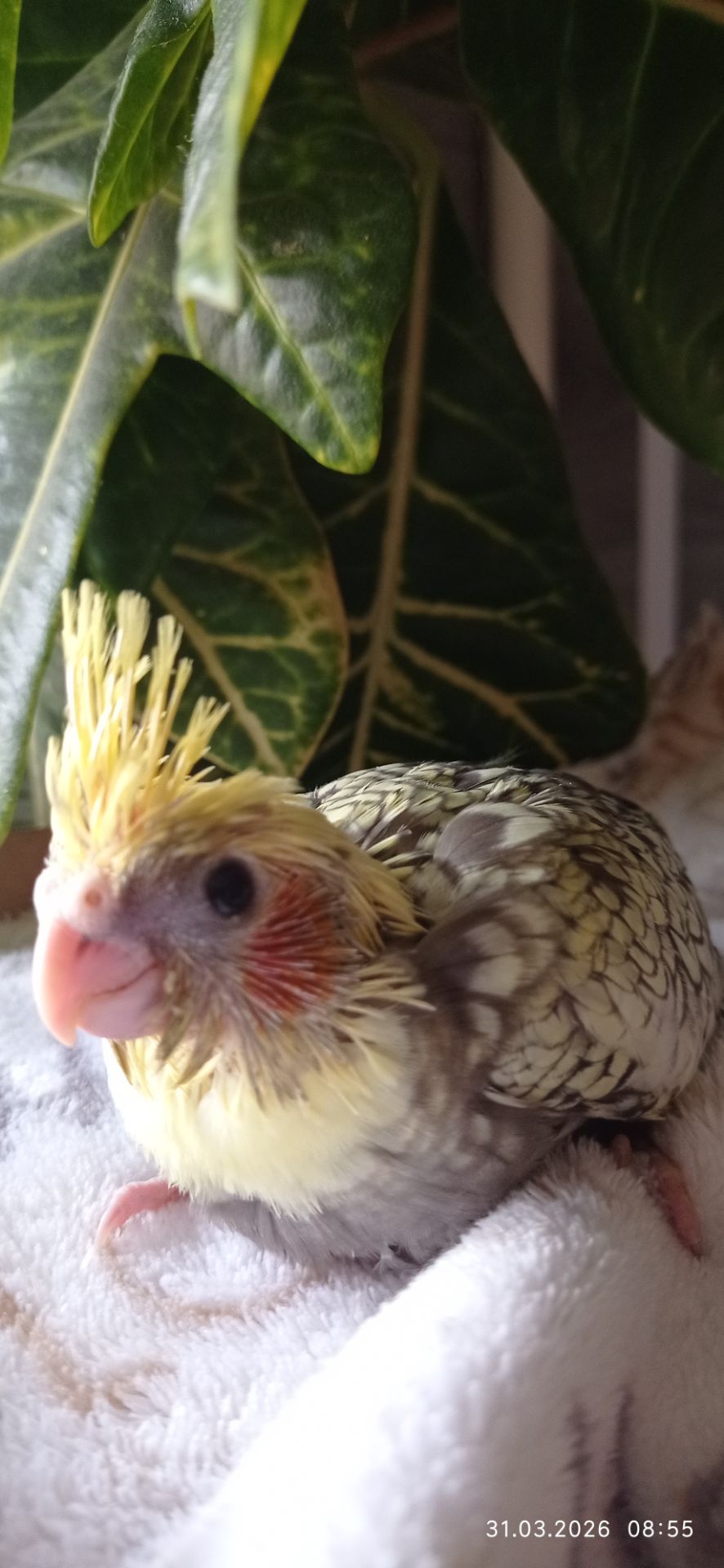 Пташеня корели Карен