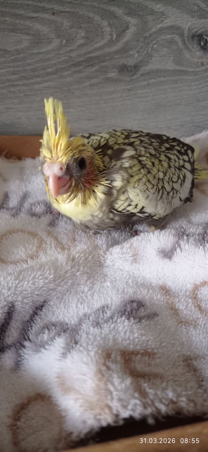 Пташеня корели Карен