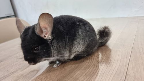 Шиншила хлопчик