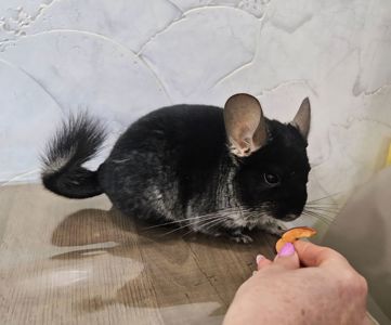 Шиншила хлопчик