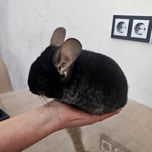 Шиншила хлопчик