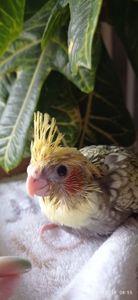 Пташеня корели Карен