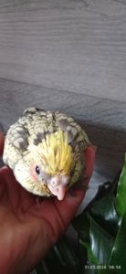 Пташеня корели Карен