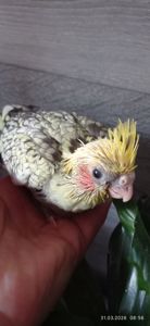 Пташеня корели Карен