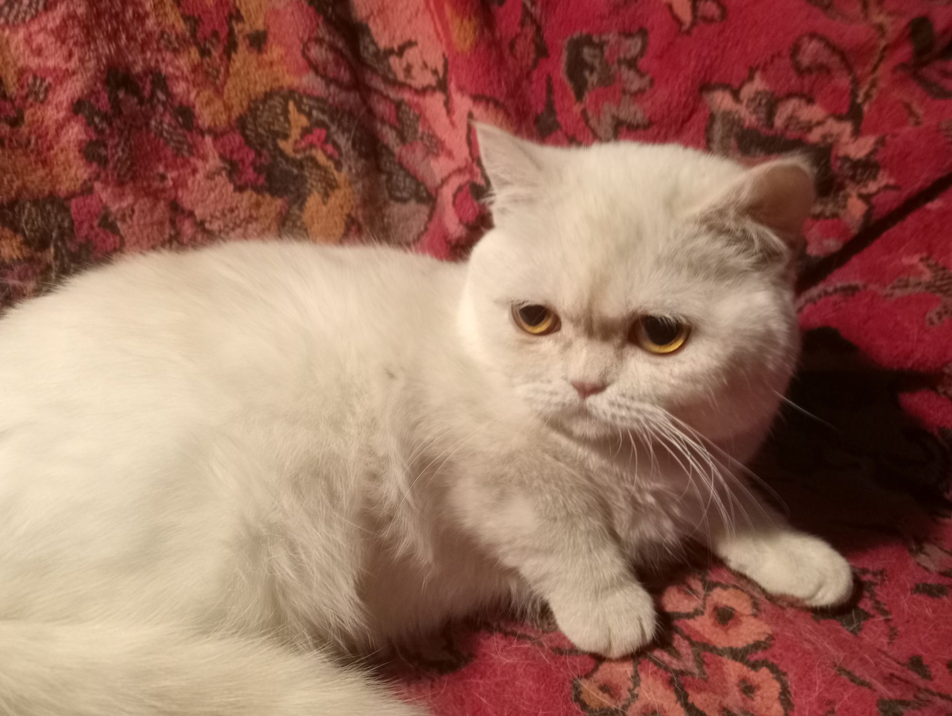 Британский котенок кремового окраса