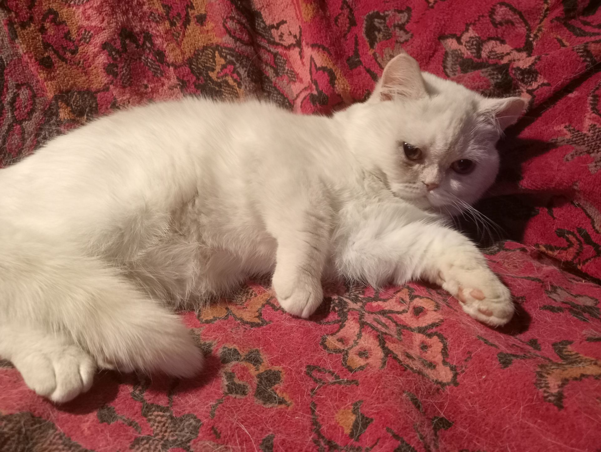 Британский котенок кремового окраса