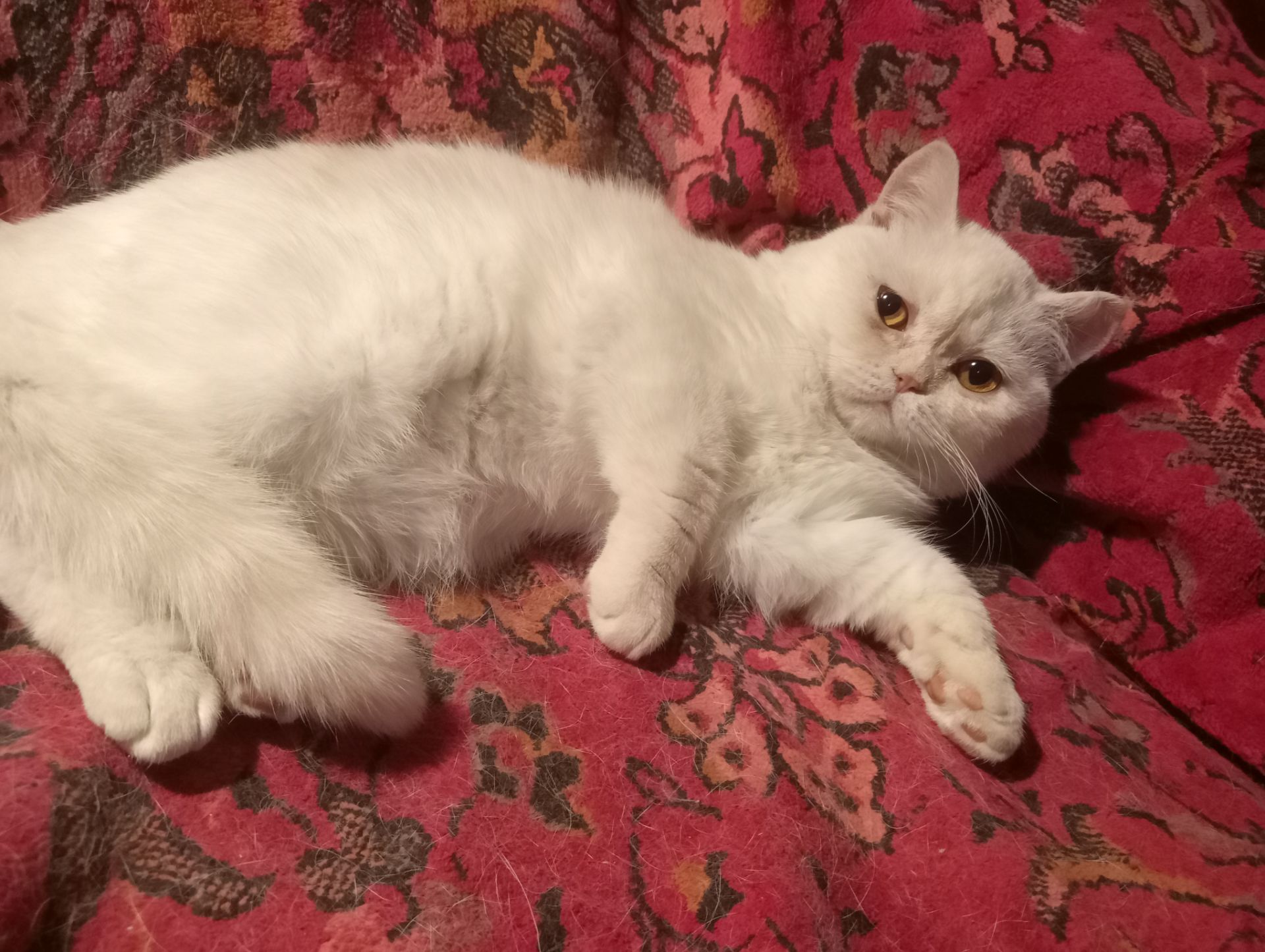 Британский котенок кремового окраса