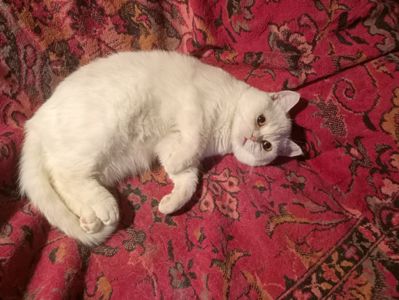 Британский котенок кремового окраса