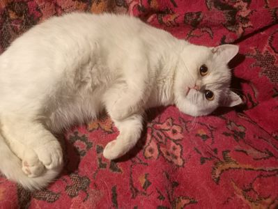 Британский котенок кремового окраса