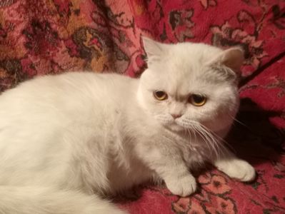 Британский котенок кремового окраса