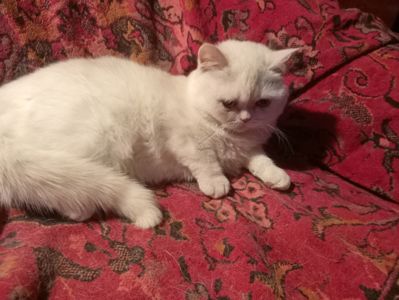 Британский котенок кремового окраса