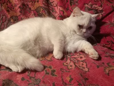 Британский котенок кремового окраса