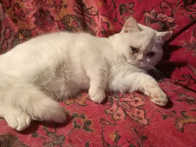 Британский котенок кремового окраса