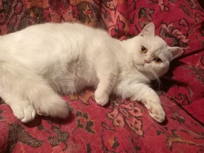 Британский котенок кремового окраса