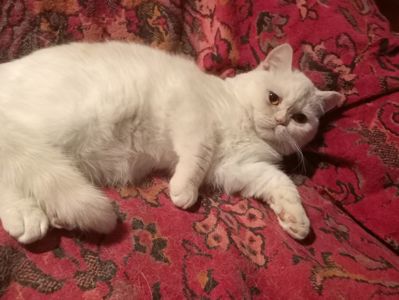 Британский котенок кремового окраса