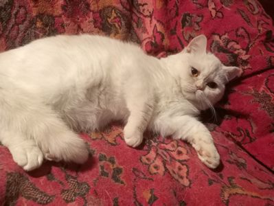 Британский котенок кремового окраса