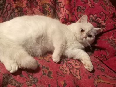 Британский котенок кремового окраса