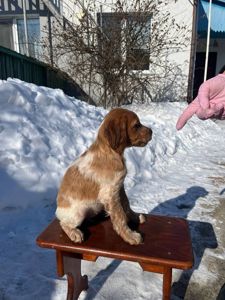 Епаньоль Бретон (Цуценята)ВУЛКАН