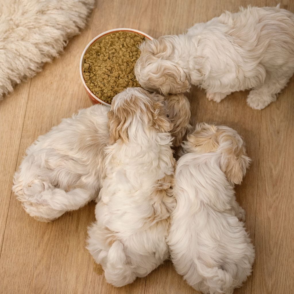 Мальтіпу F1 маленькі антистреси, народились 15.01.2026