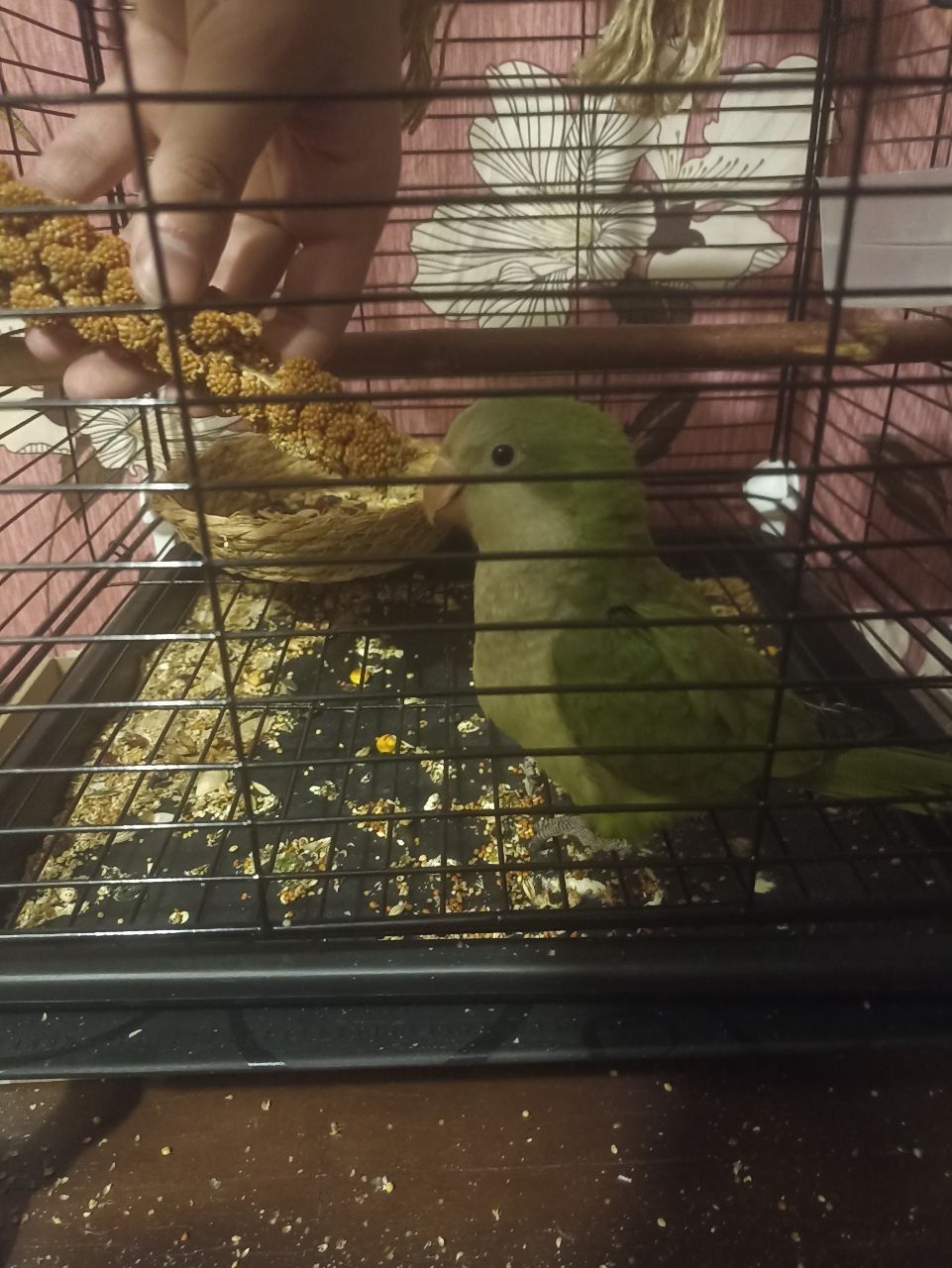 Попугай Монах, отдам в хорошие руки
