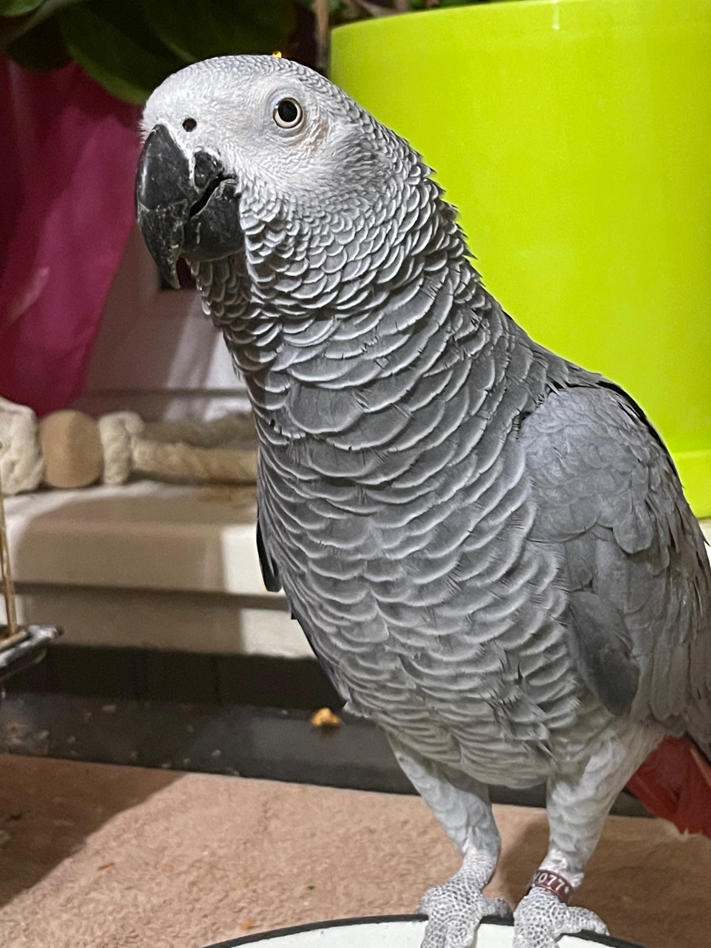 Домашній папуга Жако