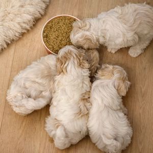 Мальтіпу F1 маленькі антистреси, народились 15.01.2026