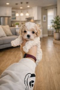 Мальтіпу F1 маленькі антистреси, народились 15.01.2026